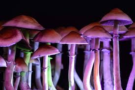 From Digital Cart to Inner Peace: The Role of Online Magic Mushroom Purchases post thumbnail image